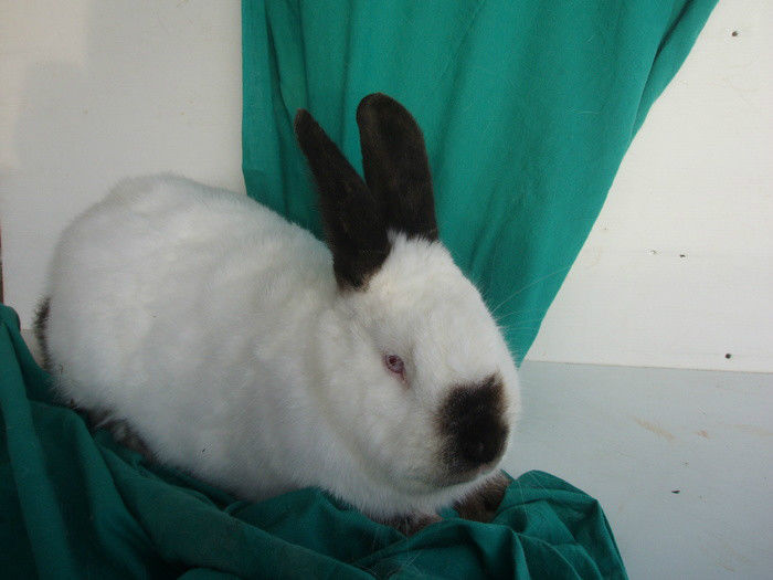 28374542_GONVOITVO - IEPURI 2007-2010