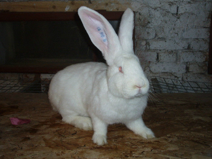 31150437_JKQJEBXSL - IEPURI 2007-2010