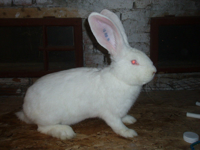 31150462_GZQHFORRB - IEPURI 2007-2010