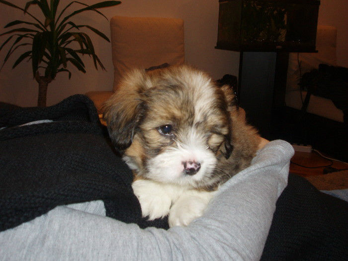 ELSECLXOUFXSVRTVKGF - IEPURI 2007-2010