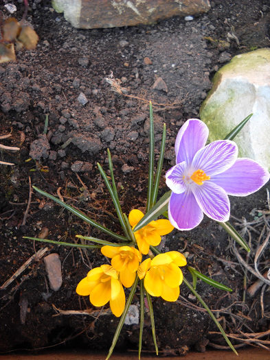 28.02.014 - Flori de gradina- 2014