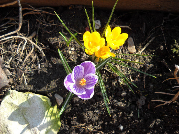 Crocus duett - Flori de gradina- 2014