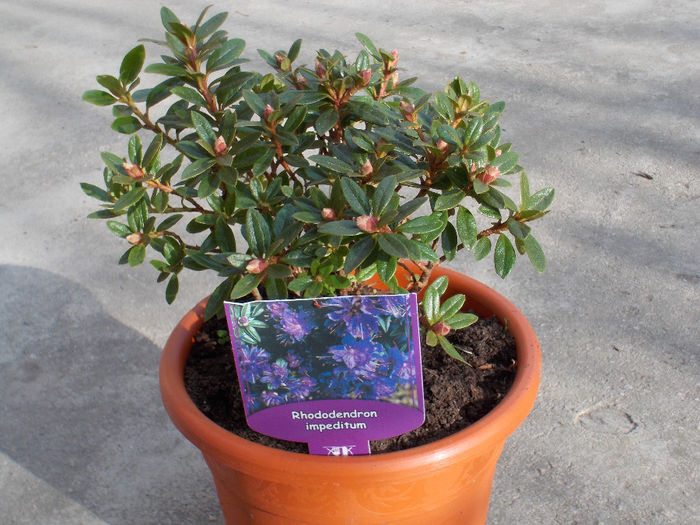 Rhododendron; 1 Martie 2014
