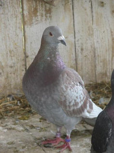 bricoux; din orig .georgica popescu
