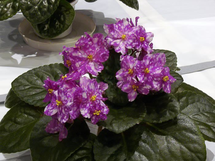 Heinz's Seduction (1)