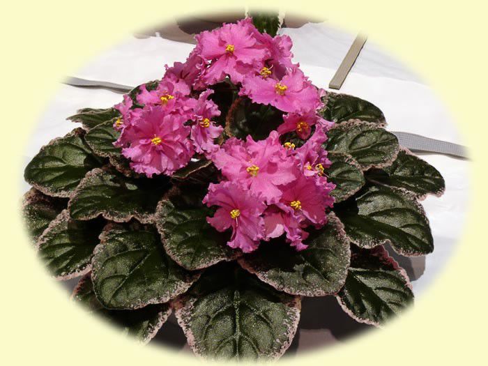 Ness-Candy-Pink-primit frunza