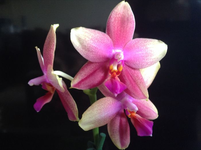 Phalaenopsis Sweet Memory Liodoro - Phalaenopsis si Doritaenopsis