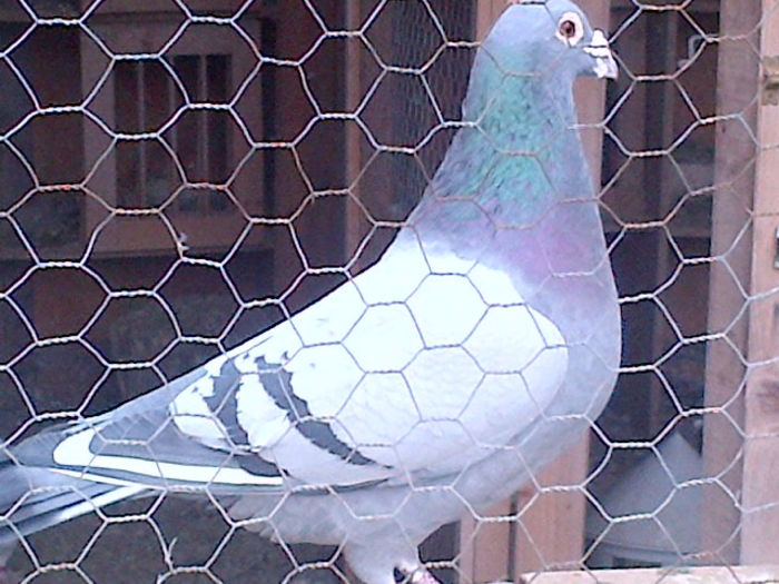 cehul; xxxxxxxxxxxxxxxx
