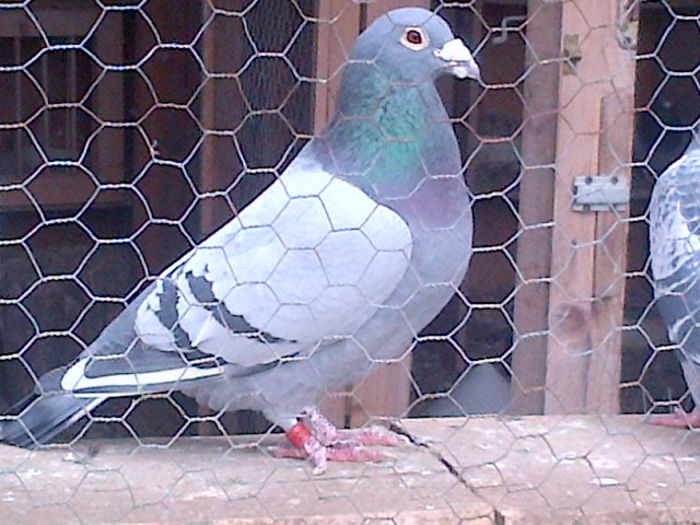 acelasi; xxxxxxxxxxxxx
