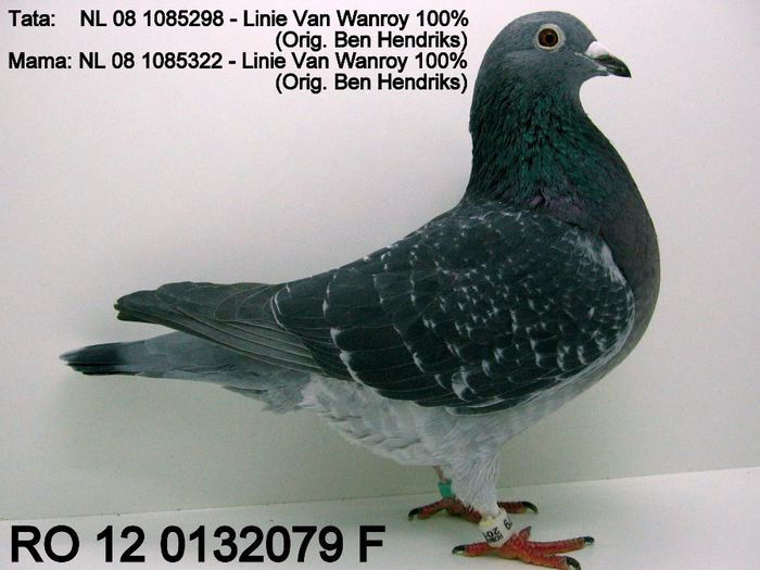 Wanroy; xxxxxxxxxxxxxxxx
