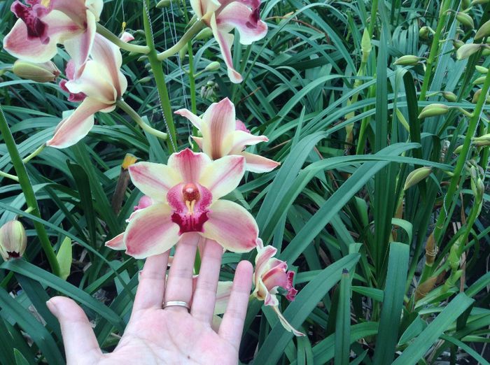 image - Pentru o zi am fost in Paradis