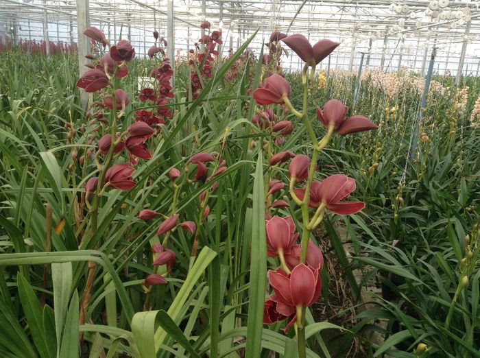 image - Pentru o zi am fost in Paradis