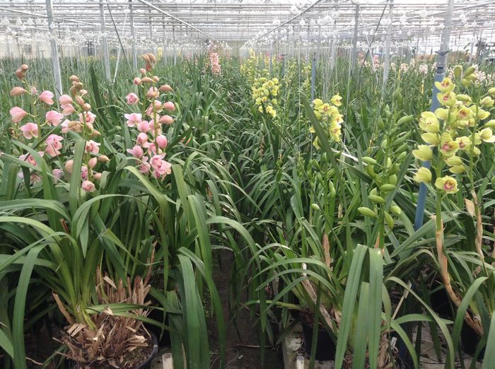 image - Pentru o zi am fost in Paradis