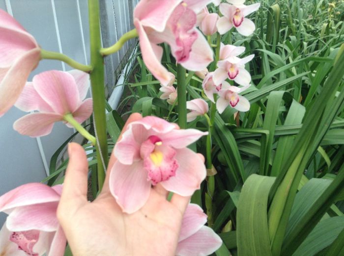 image - Pentru o zi am fost in Paradis