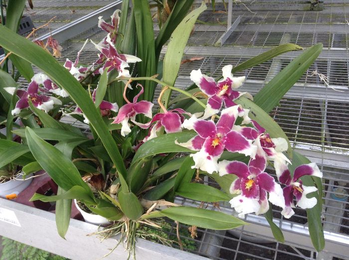 image - Pentru o zi am fost in Paradis