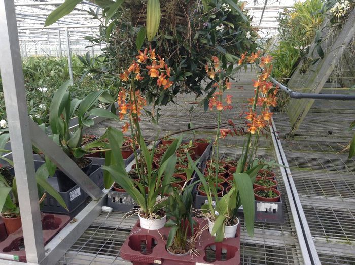 image - Pentru o zi am fost in Paradis