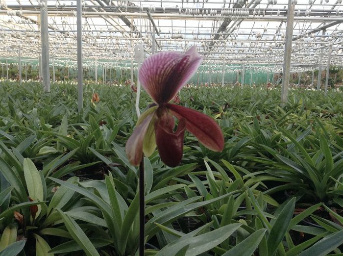 image - Pentru o zi am fost in Paradis