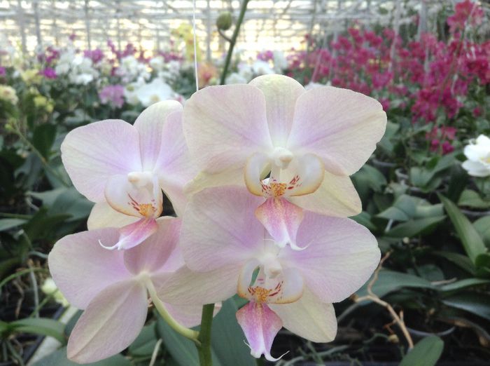 image - Pentru o zi am fost in Paradis