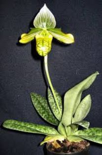 venustum - Orhidee Paphiopedilum