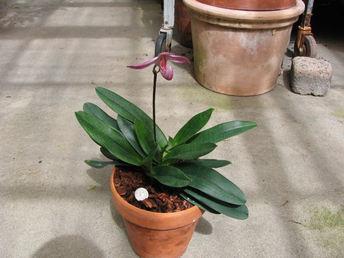 Paphiopedilum_Delrosi02