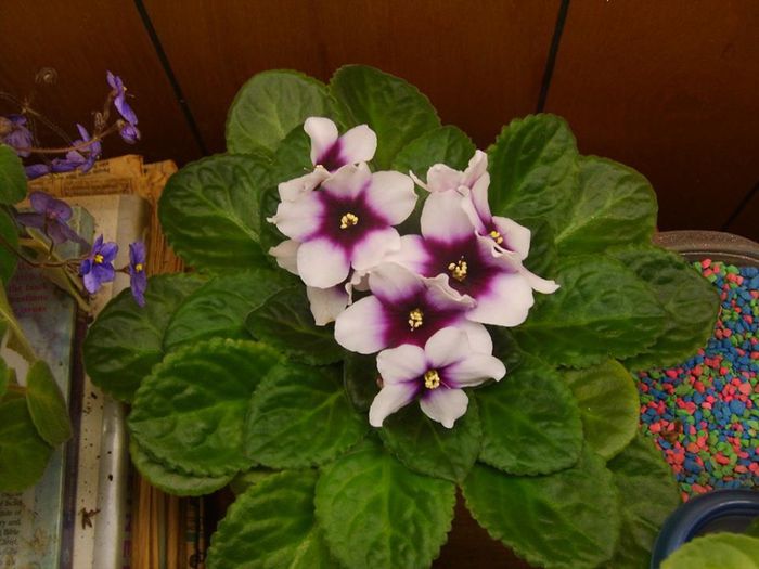 1619238_715068691856771_208579883_n