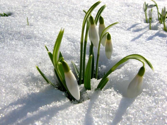 LarisaAlexandraVoicu - ALEGE-TI DOUA POZE LIBERE CU MARTISOR DE 1 MARTIE PRIMAVARA