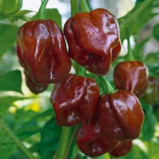 Ardei iuti chocolate-habanero - De vanzare seminte -legume-mirodenii-flori-arbori