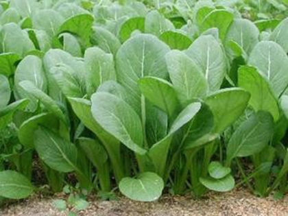 Komatsuna-Spanac Japonez - De vanzare seminte -legume-mirodenii-flori-arbori