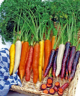 Morcov Rainbow F1 - De vanzare seminte -legume-mirodenii-flori-arbori