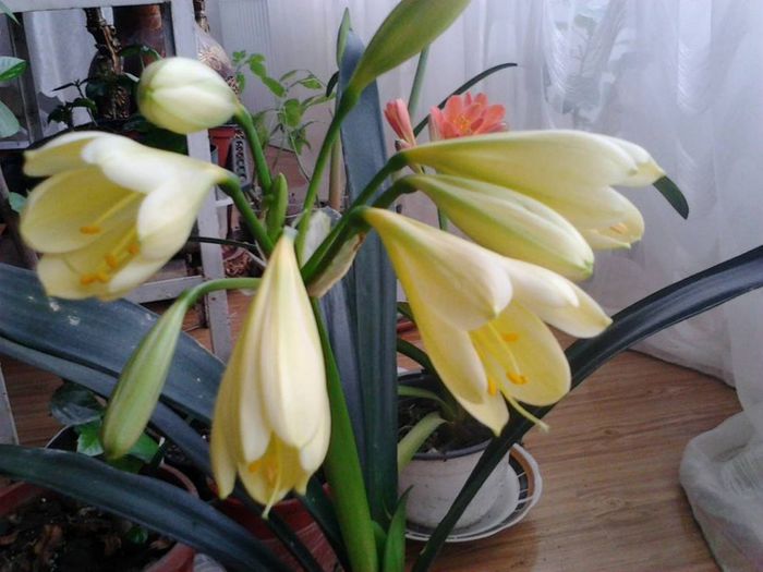 577383_1450726455163204_1120692476_n