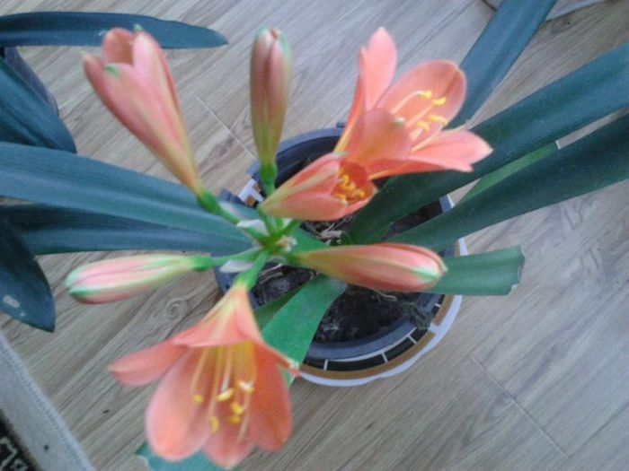 1618564_1450725978496585_1909650967_n