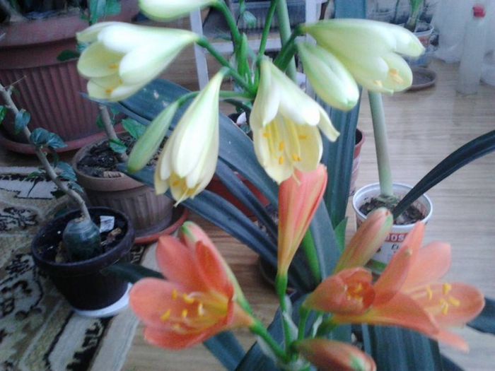 1622192_1450725815163268_1155608145_n