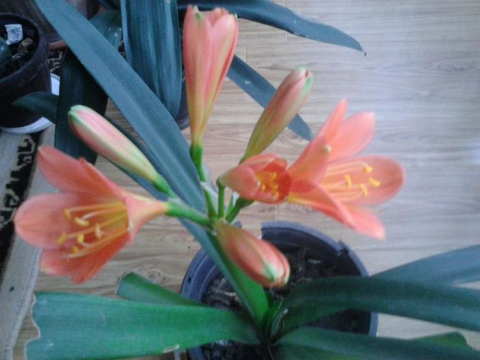 1689163_1450726301829886_1625878186_n