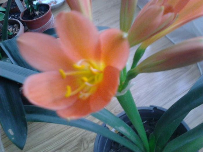 1904175_1450726225163227_2108082053_n - clivia-1