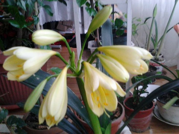 1920557_1450726321829884_1398526300_n