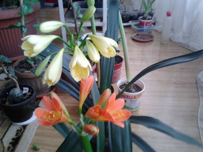 1982272_1450725951829921_1762443018_n