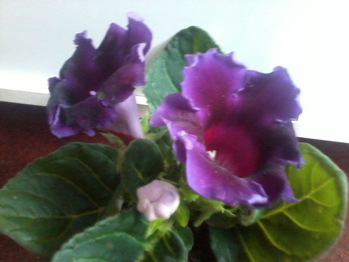 20140301_145942 - Gloxinii