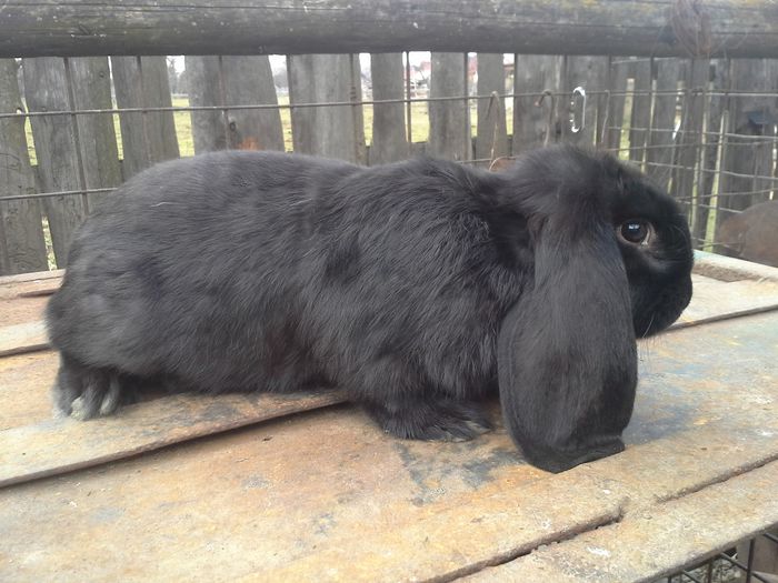 M din 25 noiembrie 2013