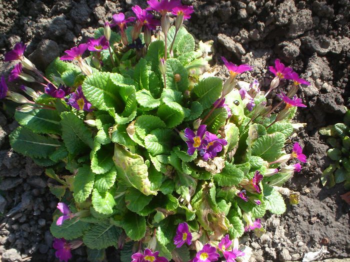 primula