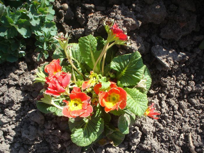 primula