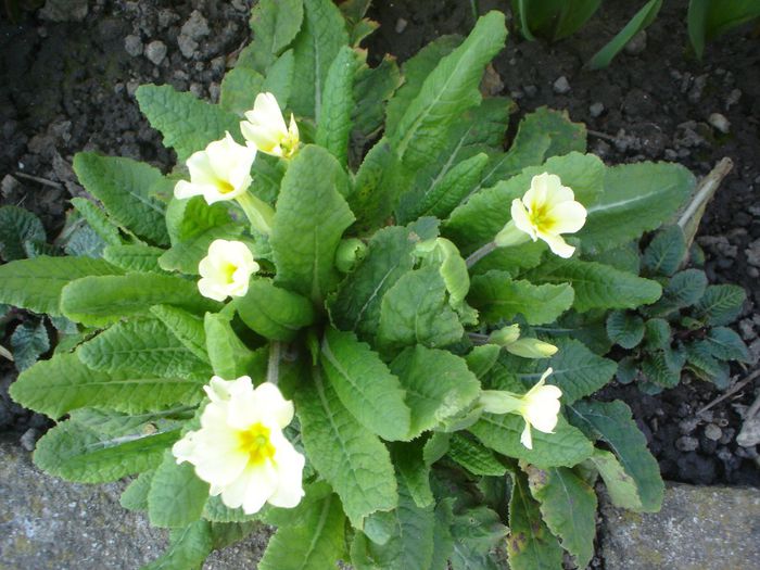 primula