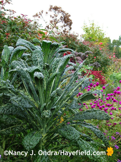 Varza Kale Nero di Toscana - De vanzare seminte -legume-mirodenii-flori-arbori