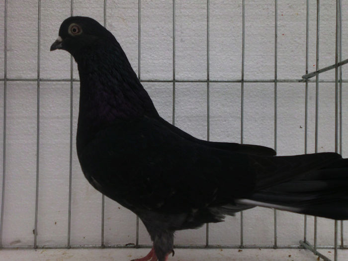 F-gutav pe negru - PORUMBEI REPRODUCATORI