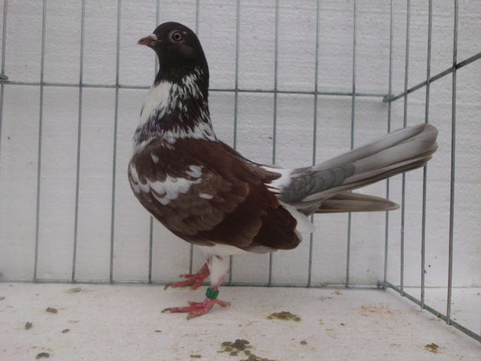 F-florana pe trestiu - PORUMBEI REPRODUCATORI