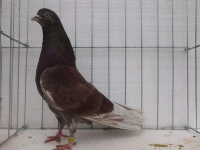 M-rosu; MASCUL DE BAZA AL CRESCATORIEI
LINIE DEOSEBITA DE REPRODUCATORI SI ZBURATORI
