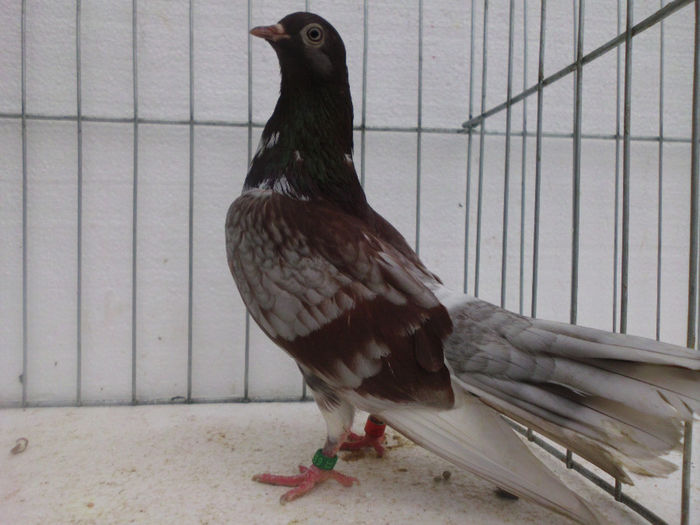 F-florana pe trestiu