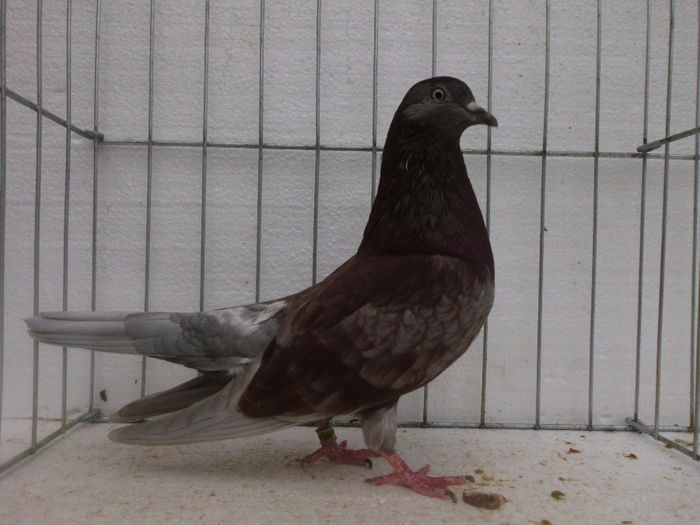 F-trestie; super reproducatoare.linie veche deosebita
