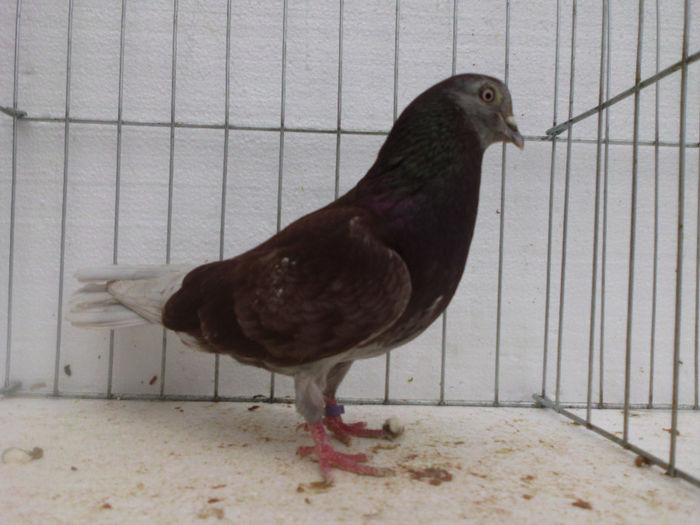 M-trestiu; super reproducator
