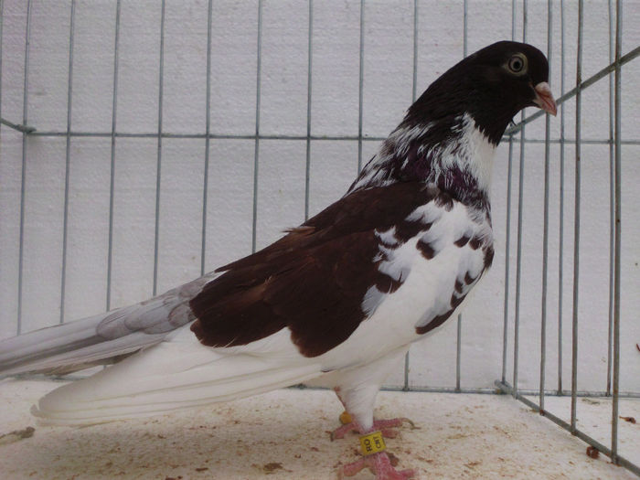 M-floran pe rosu; MASCUL DE BAZA AL CRESCATORIEI.SUPER REPRODUCATOR.ORIGINAL ZARAFU REMUS
