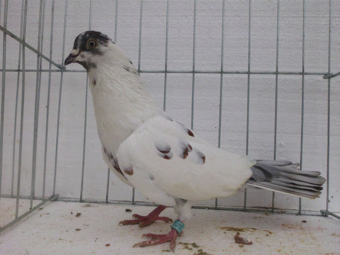 M-floran patat pe rosu - PORUMBEI REPRODUCATORI